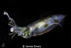 Bigfin Reef Squid by James Emery 